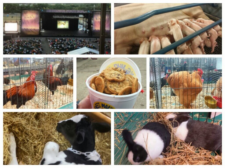 Minnesota State Fair